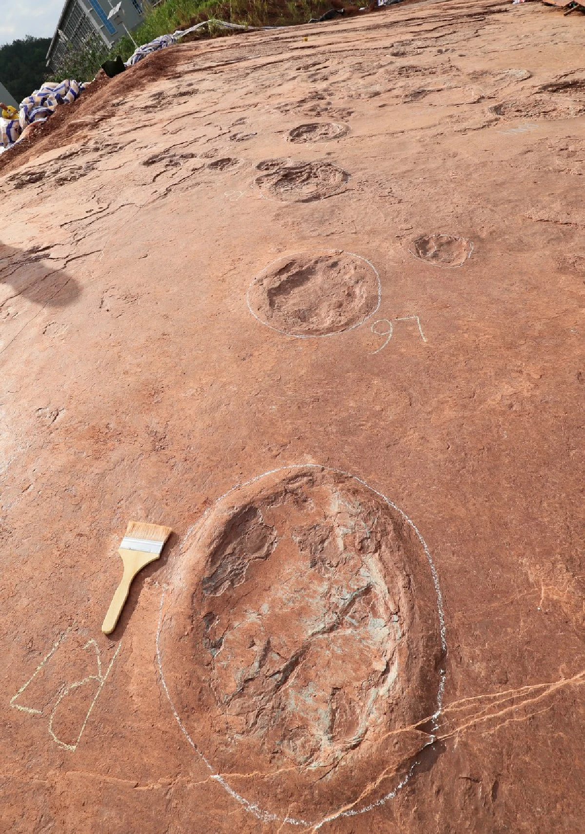 จีนค้นพบ 'ลานเต้นรำไดโนเสาร์' อายุ 80 ล้านปี