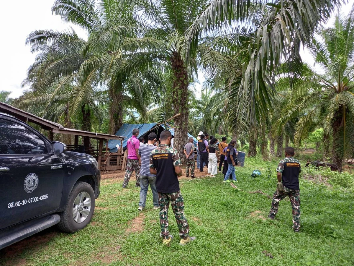 กระทิงหนุ่มคึกหลงวัวสาวพื้นบ้านตามเฝ้าแจไม่ยอมกลับเข้าป่าลึก