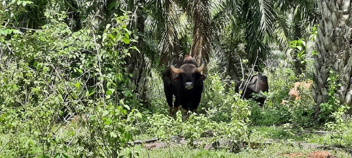 กระทิงหนุ่มคึกหลงวัวสาวพื้นบ้านตามเฝ้าแจไม่ยอมกลับเข้าป่าลึก