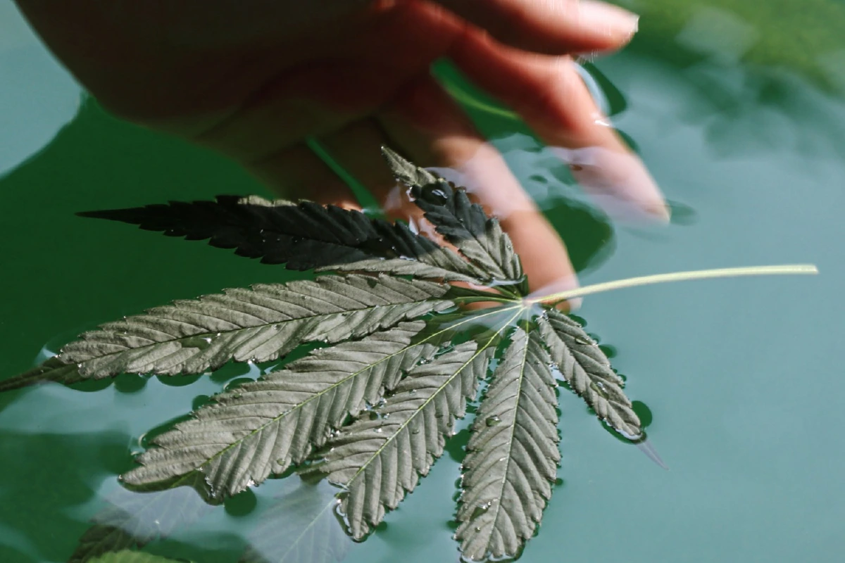 Holistic Cannabis Wellness Experience ความผ่อนคลายใจกลางกรุงเทพฯ จากปัญญ์ปุริ เวลเนส