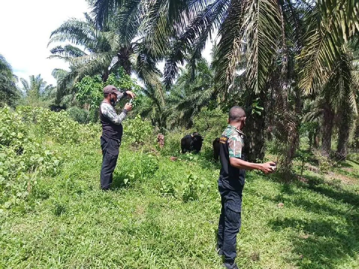 กระทิงหนุ่มคึกหลงวัวสาวพื้นบ้านตามเฝ้าแจไม่ยอมกลับเข้าป่าลึก