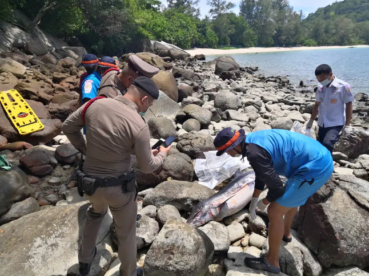 อนาถ!พบโลมาน้อยนอนตายเกยตื้นบริเวณชายหาดไตรตรัง