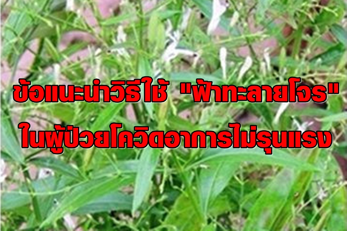 เปิดข้อแนะนำวิธีใช้ "ฟ้าทะลายโจร" ในผู้ป่วยโควิดอาการไม่รุนแรง เปิดข้อแนะนำวิธีใช้ "ฟ้าทะลายโจร" ในผู้ป่วยโควิดอาการไม่รุนแรง