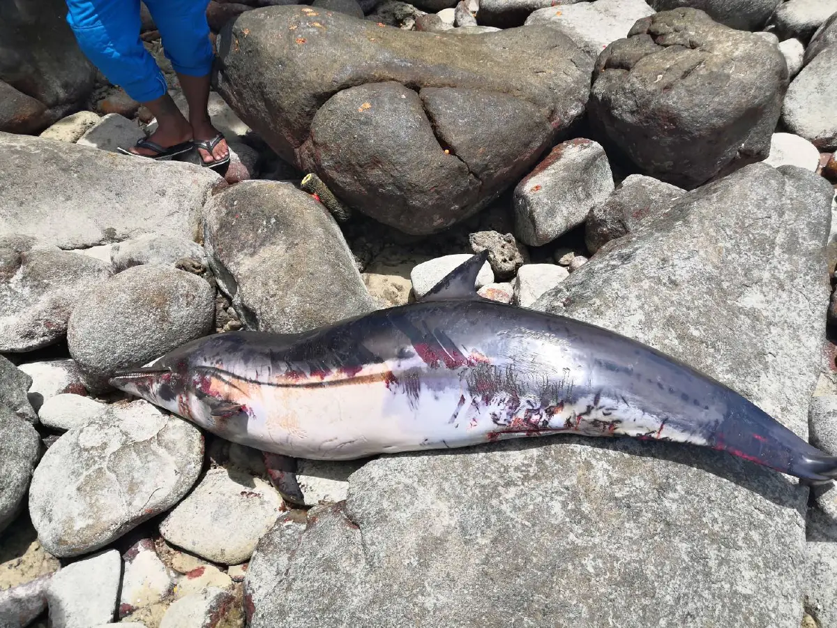 อนาถ!พบโลมาน้อยนอนตายเกยตื้นบริเวณชายหาดไตรตรัง