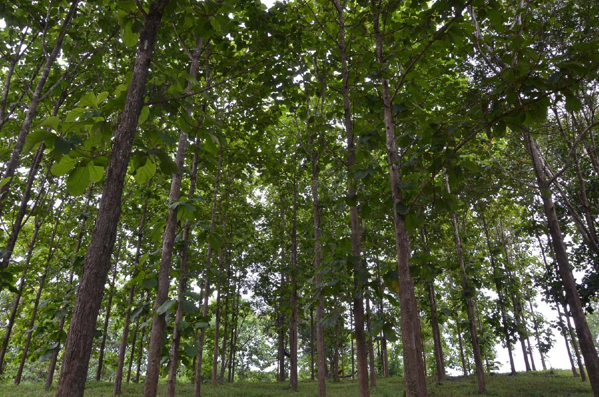 อ.อ.ป. เปิดตัวเฟอร์นิเจอร์ไม้สักดีไซน์ ‘Minimalist Style’ น้อยแต่มาก ผสานแนวคิดอดีตกับปัจจุบัน ภายใต้แบรนด์ ‘FIO Furniture’