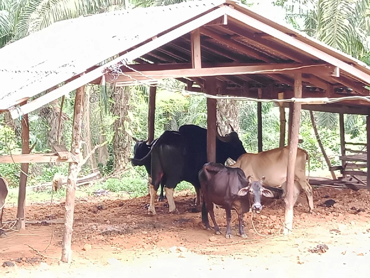 รักจริงจัง!กระทิงหนุ่มหนีออกจากป่าลงมาเฝ้าวัวสาวชาวบ้านรอบ 2 