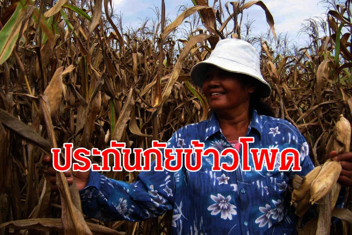 ครม.เห็นชอบโครงการประกันภัยข้าวโพดเลี้ยงสัตว์ ครม.เห็นชอบโครงการประกันภัยข้าวโพดเลี้ยงสัตว์
