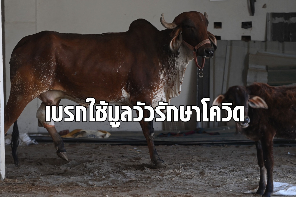 เตือนชาวอินเดียหยุดใช้มูลวัวมาอาบตัวเพราะเชื่อป้องกันโควิด เตือนชาวอินเดียหยุดใช้มูลวัวมาอาบตัวเพราะเชื่อป้องกันโควิด