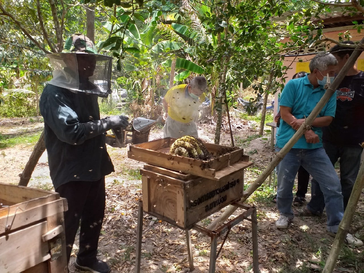ชวนดูถ่ายทอดสด"วันผึ้งโลก"เรียนรู้ประโยชน์จากแมลงผสมเกษร