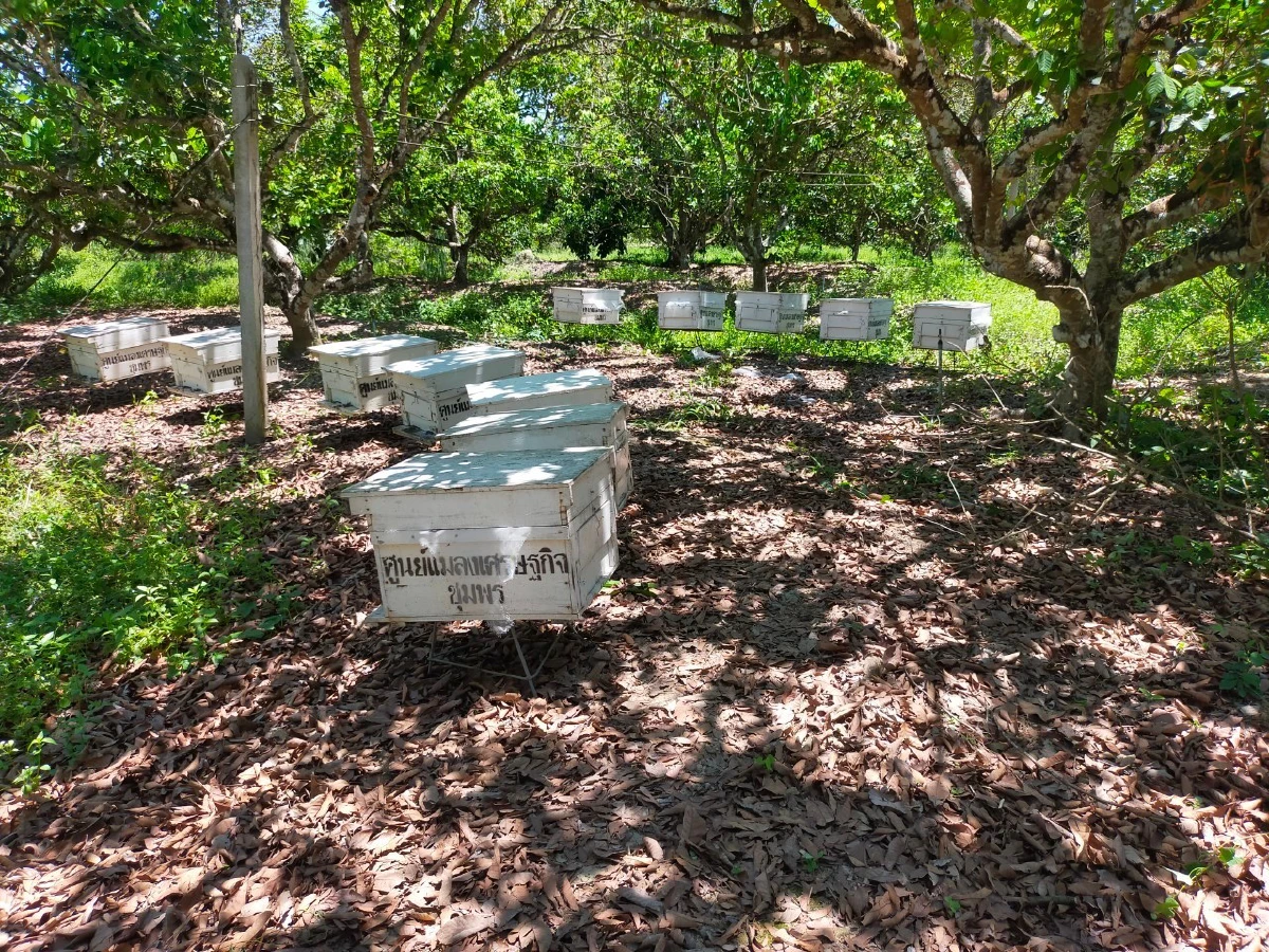 ชวนดูถ่ายทอดสด"วันผึ้งโลก"เรียนรู้ประโยชน์จากแมลงผสมเกษร