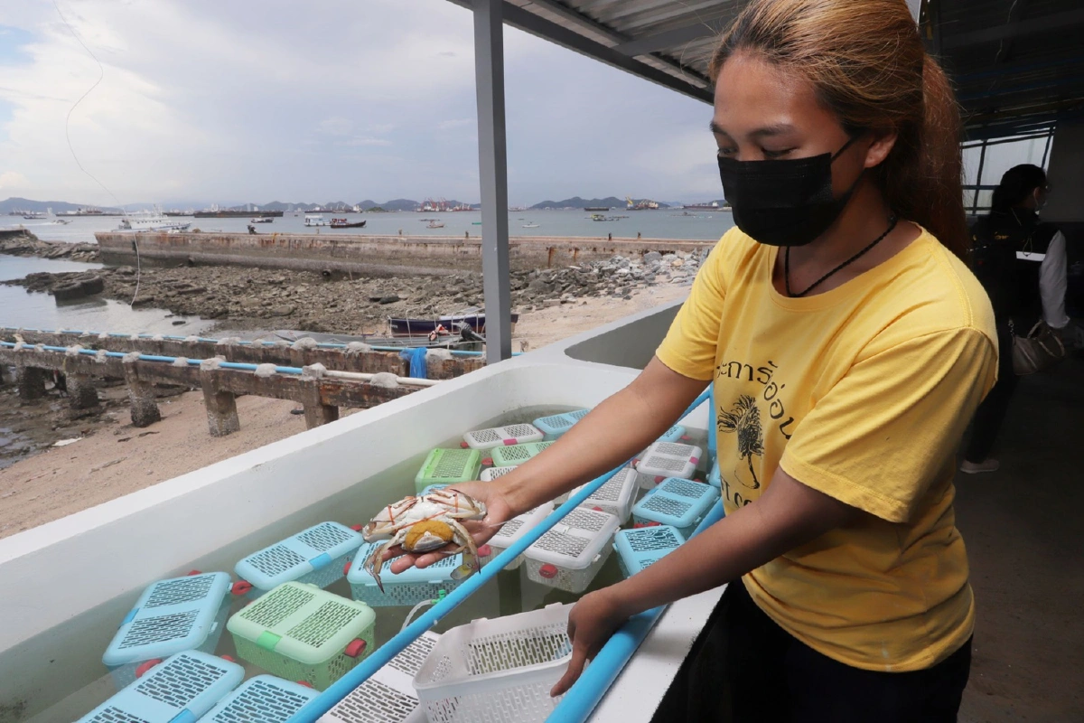 ชลบุรีปั้นเศรษฐกิจชุมชนชูโมเดลธนาคารปูม้า-ฝังชิพปะการังอ่อนเกาะสีชัง