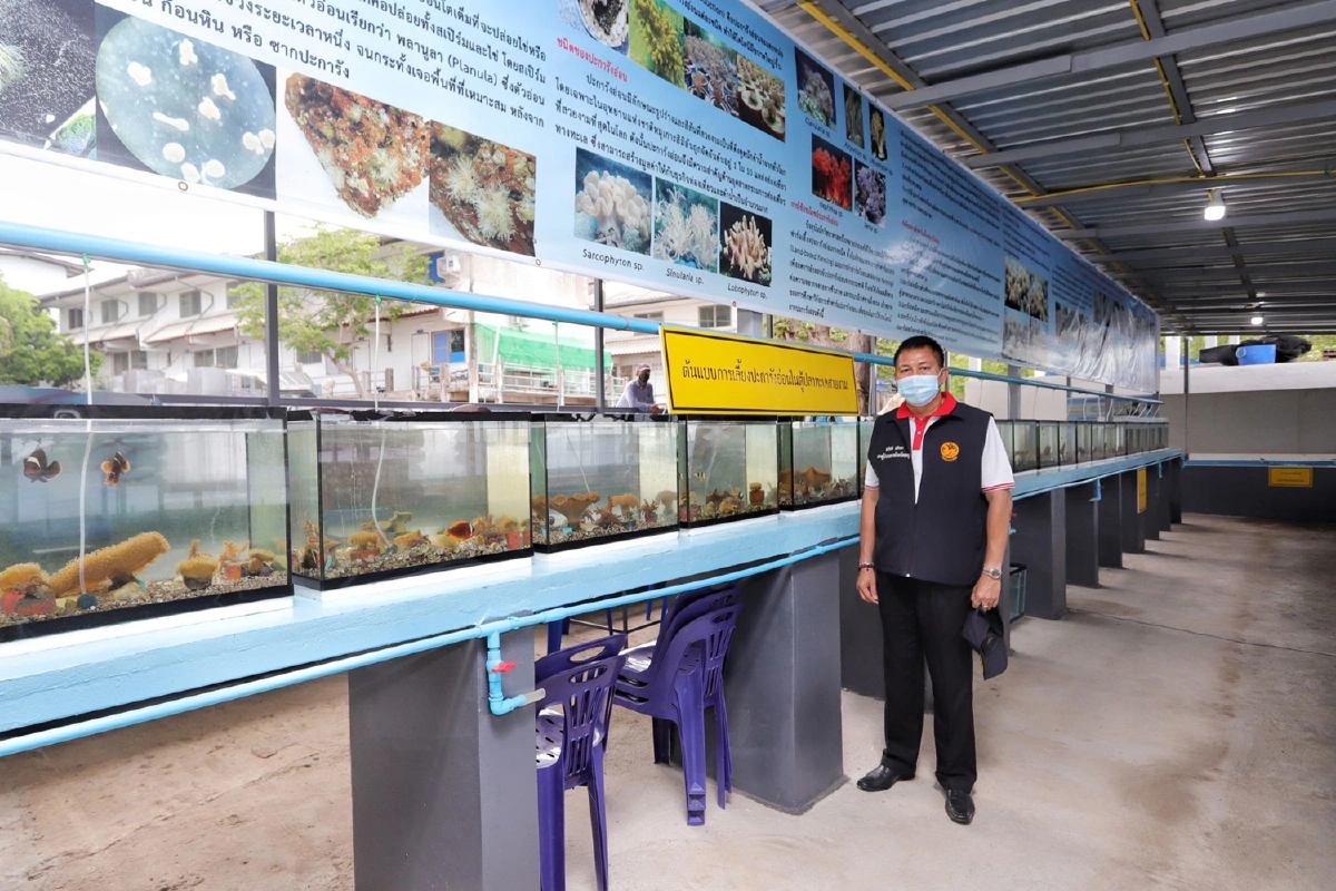 ชลบุรีปั้นเศรษฐกิจชุมชนชูโมเดลธนาคารปูม้า-ฝังชิพปะการังอ่อนเกาะสีชัง
