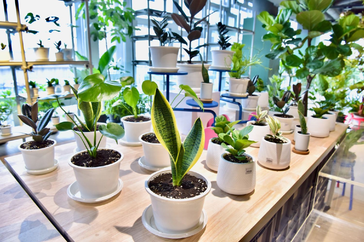 ECOTOPIA แลนด์มาร์กของคนหัวใจอีโค่ ECOTOPIA แลนด์มาร์กของคนหัวใจอีโค่