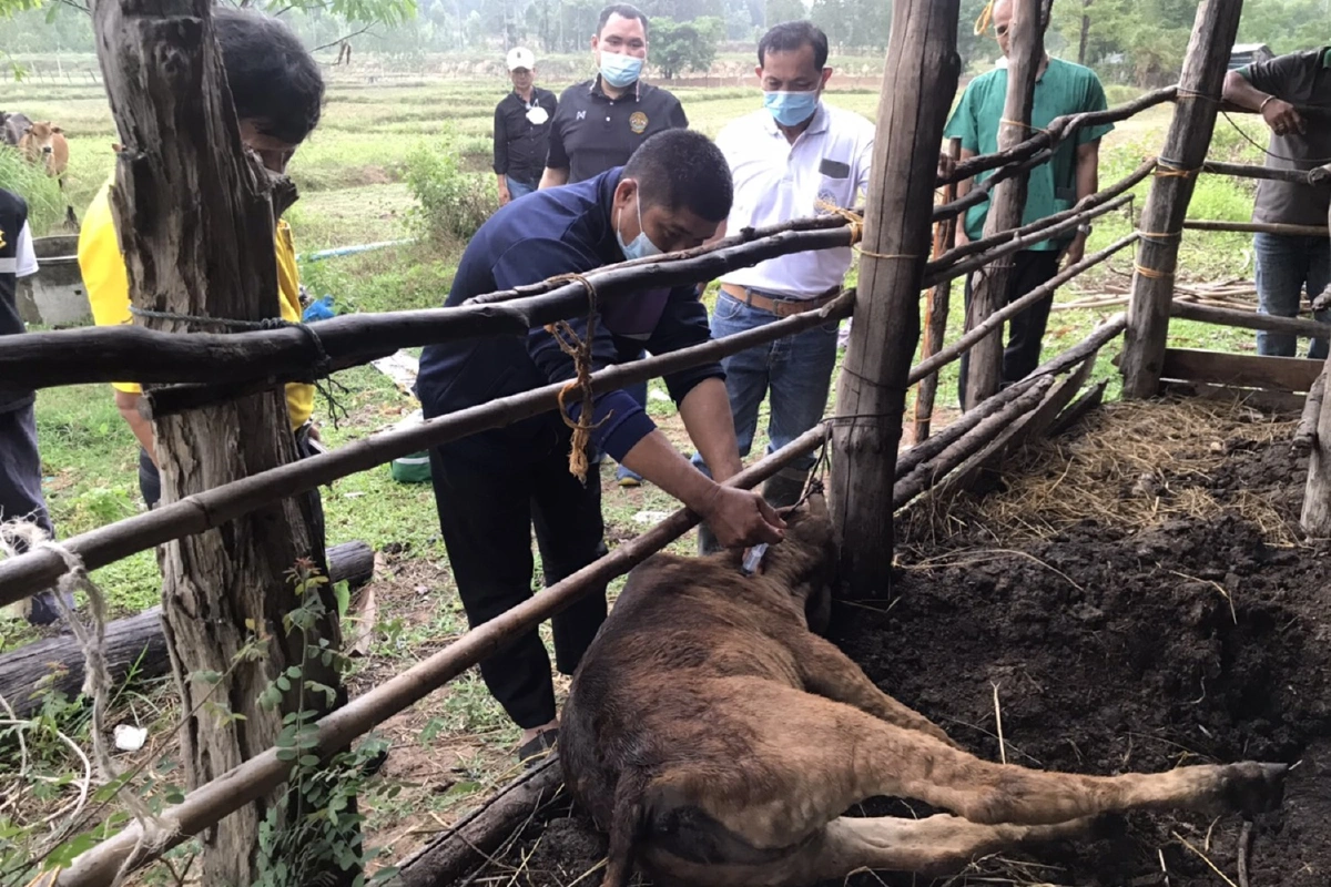 ปศุสัตว์นครพนมเร่งควบคุมลัมปีสกินระบาดเสี่ยงติดเชื้อนับหมื่นตัวตายแล้ว95