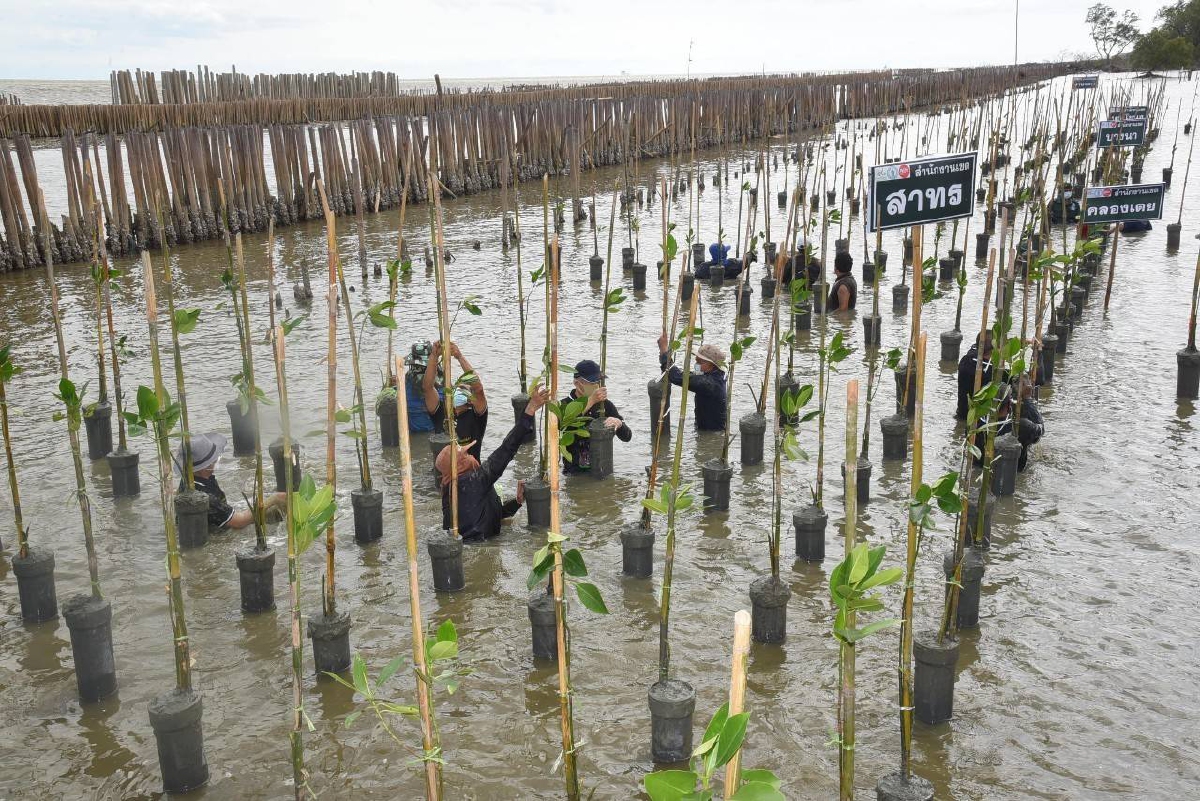 กทม.เร่งปลูกต้นโกงกางป้องกันชายฝั่งทะเลบางขุนเทียนพัง