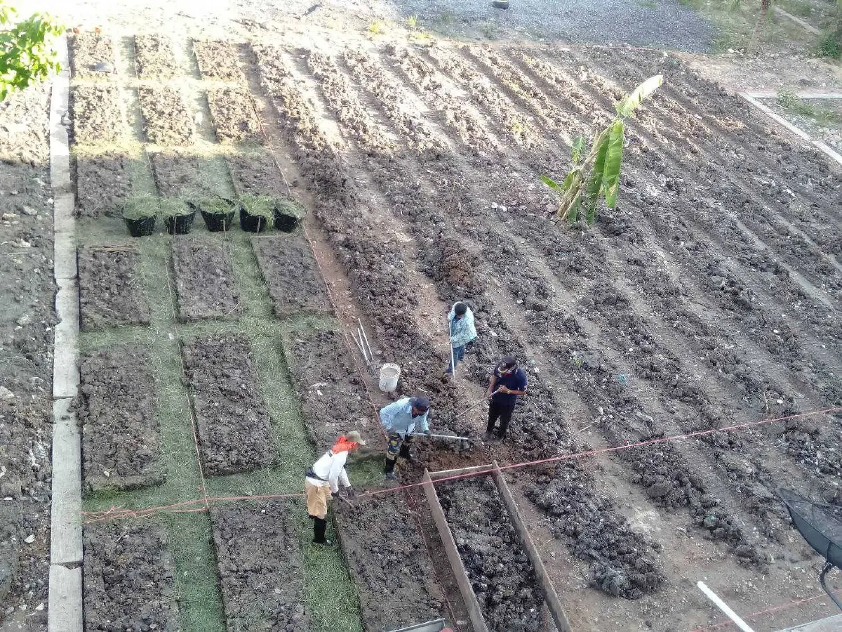 นำร่องปรับพื้นที่ 6 จังหวัด 30 ชุมชนเป็นสวนผักคนเมืองช่วงโควิด 