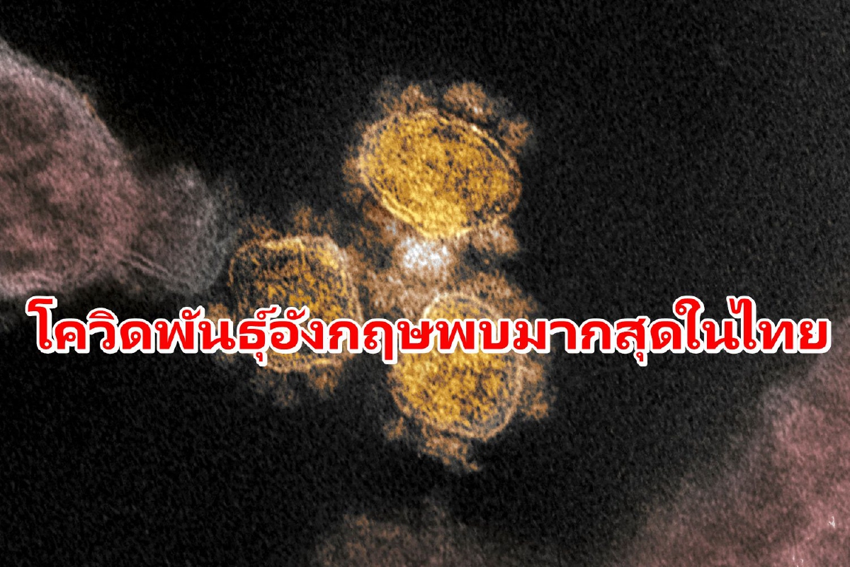 เปิดผลสุ่มตรวจเฝ้าระวังเชื้อโควิดพบ "สายพันธุ์อังกฤษ" พบมากสุดในไทย เปิดผลสุ่มตรวจเฝ้าระวังเชื้อโควิดพบ "สายพันธุ์อังกฤษ" พบมากสุดในไทย