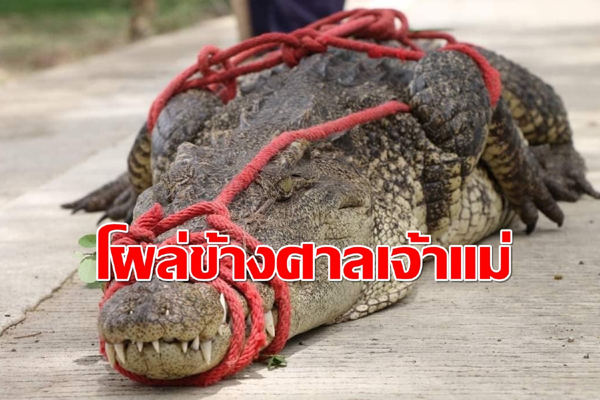 จระเข้บึงบอระพ็ดโผล่วางไข่ข้างศาลเจ้าแม่หมอนทอง จระเข้บึงบอระพ็ดโผล่วางไข่ข้างศาลเจ้าแม่หมอนทอง