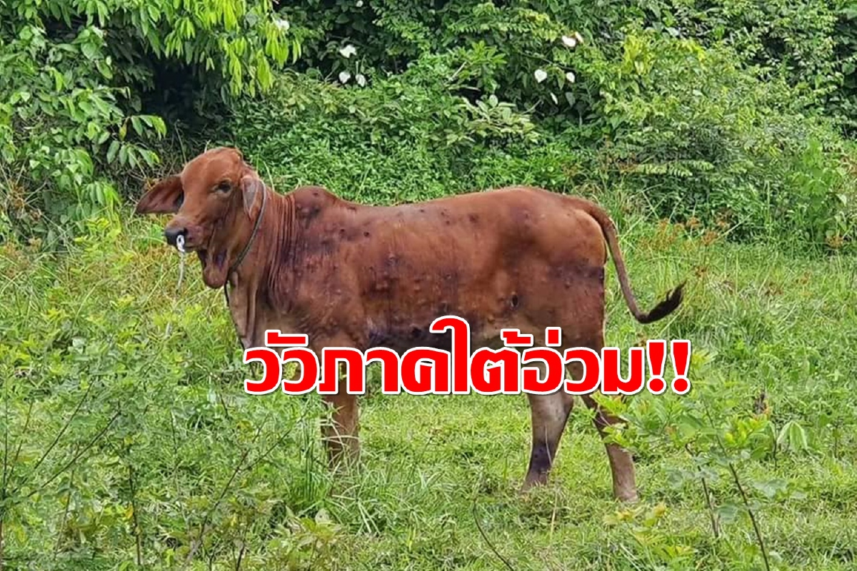 "โรคลัมปีสกิน"เริ่มระบาดรุนแรงวัวชายแดนใต้สั่งคุมพื้นที่แล้ว "โรคลัมปีสกิน"เริ่มระบาดรุนแรงวัวชายแดนใต้สั่งคุมพื้นที่แล้ว