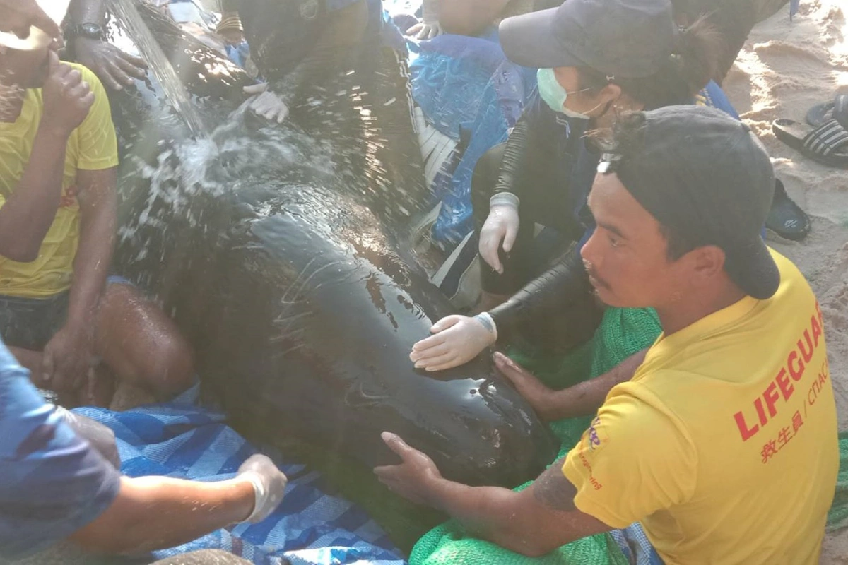 วาฬหนักกว่า1พันกก.เกยตื้นหน้าหาดลากูน่าภูเก็ต