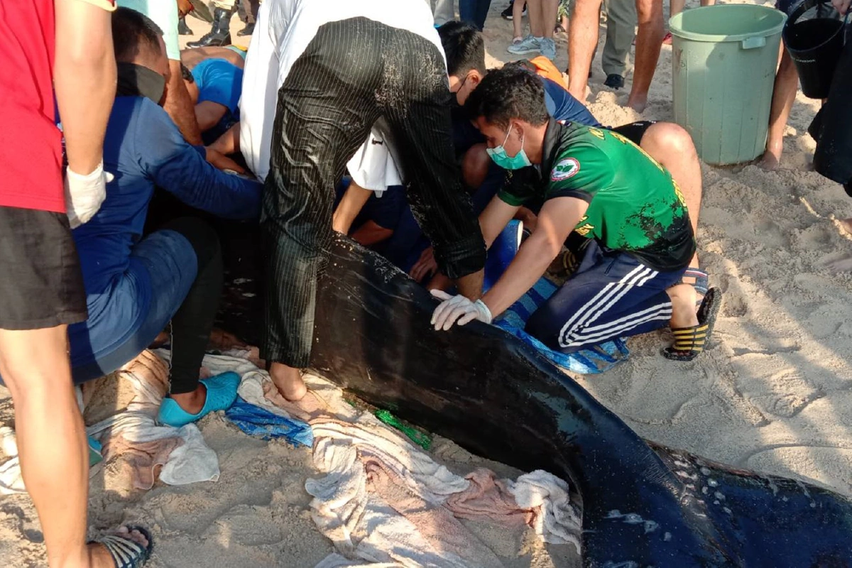 วาฬหนักกว่า1พันกก.เกยตื้นหน้าหาดลากูน่าภูเก็ต