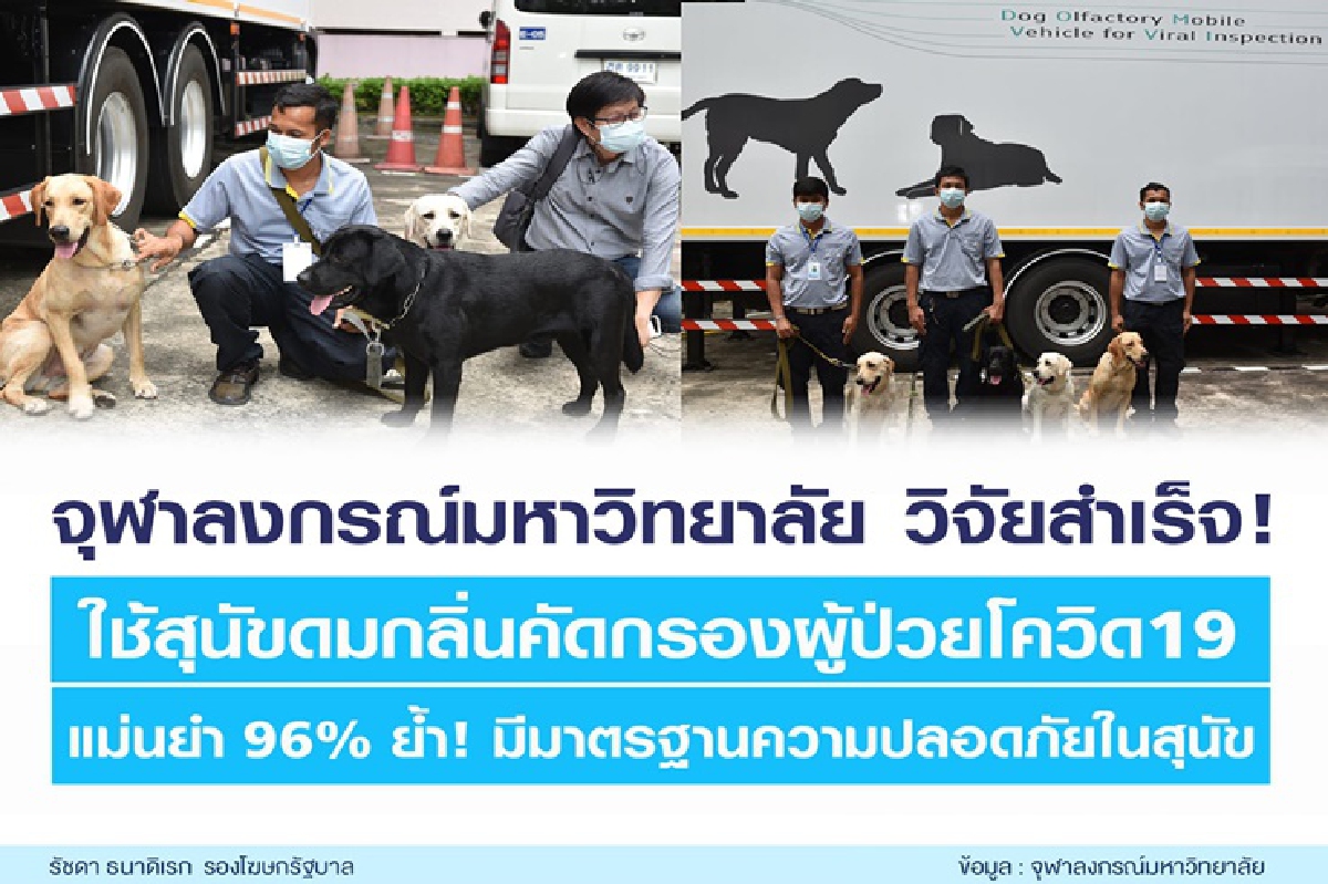 จุฬาฯ วิจัยสำเร็จ! ใช้สุนัขดมกลิ่นคัดกรองผู้ป่วยโควิด19 แม่นยำ 96% จุฬาฯ วิจัยสำเร็จ! ใช้สุนัขดมกลิ่นคัดกรองผู้ป่วยโควิด19 แม่นยำ 96%