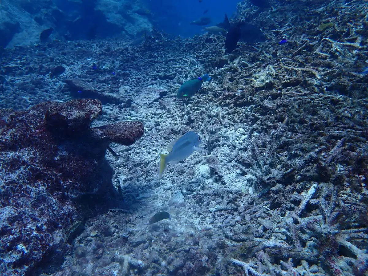 ทร.กู้อวนทำลายปะการังเร่งคืนความสมบูรณ์ใต้ทะเลเกาะโลซิน