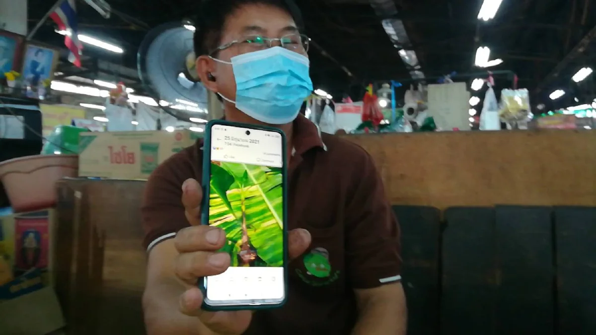 เจอกล้วยด่างในสวนขายหน่อเดียวได้ 7 หมื่นบาท