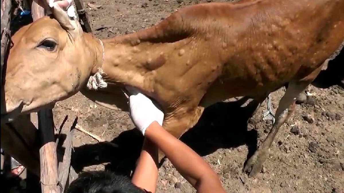 เตือนชาวโคบาลระวังหมอเถื่อนหลอกฉีดวัคซีนปลอมรักษาโรคลัมปี สกิน