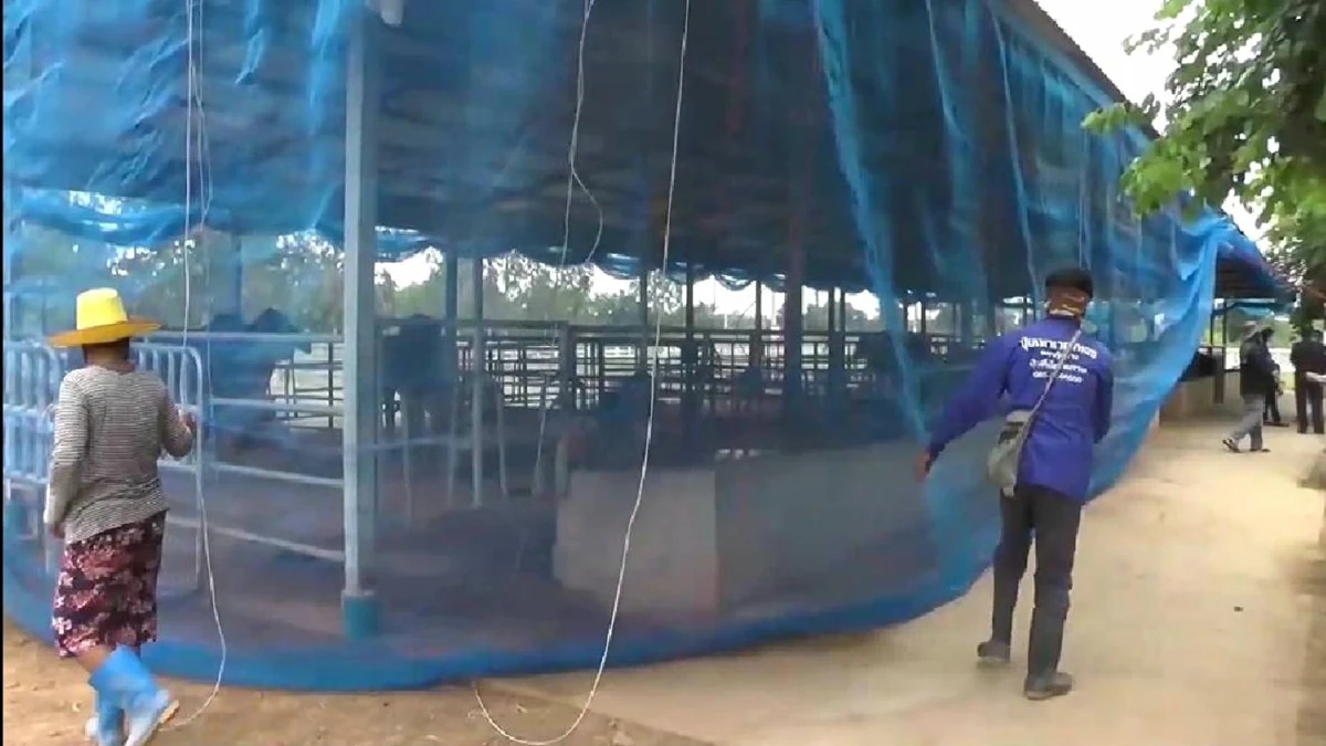 เตือนชาวโคบาลระวังหมอเถื่อนหลอกฉีดวัคซีนปลอมรักษาโรคลัมปี สกิน