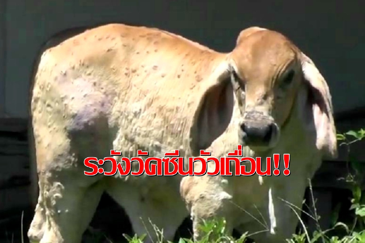เตือนชาวโคบาลระวังหมอเถื่อนหลอกฉีดวัคซีนปลอมรักษาโรคลัมปี สกิน เตือนชาวโคบาลระวังหมอเถื่อนหลอกฉีดวัคซีนปลอมรักษาโรคลัมปี สกิน