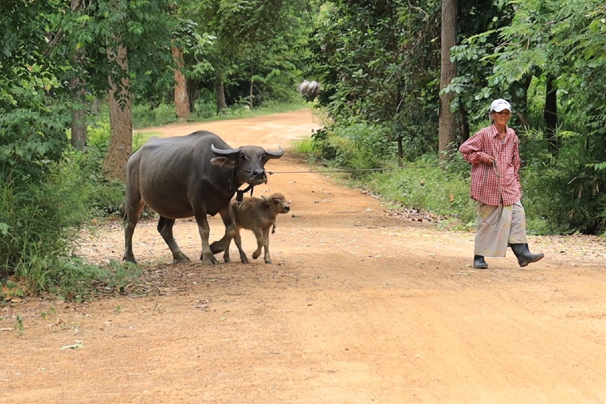 ผู้ว่าฯโคราช ตั้งรางวัลนำจับมิจฉาชีพขายวัคซีนลัมปีสกินปลอม ผู้ว่าฯโคราช ตั้งรางวัลนำจับมิจฉาชีพขายวัคซีนลัมปีสกินปลอม