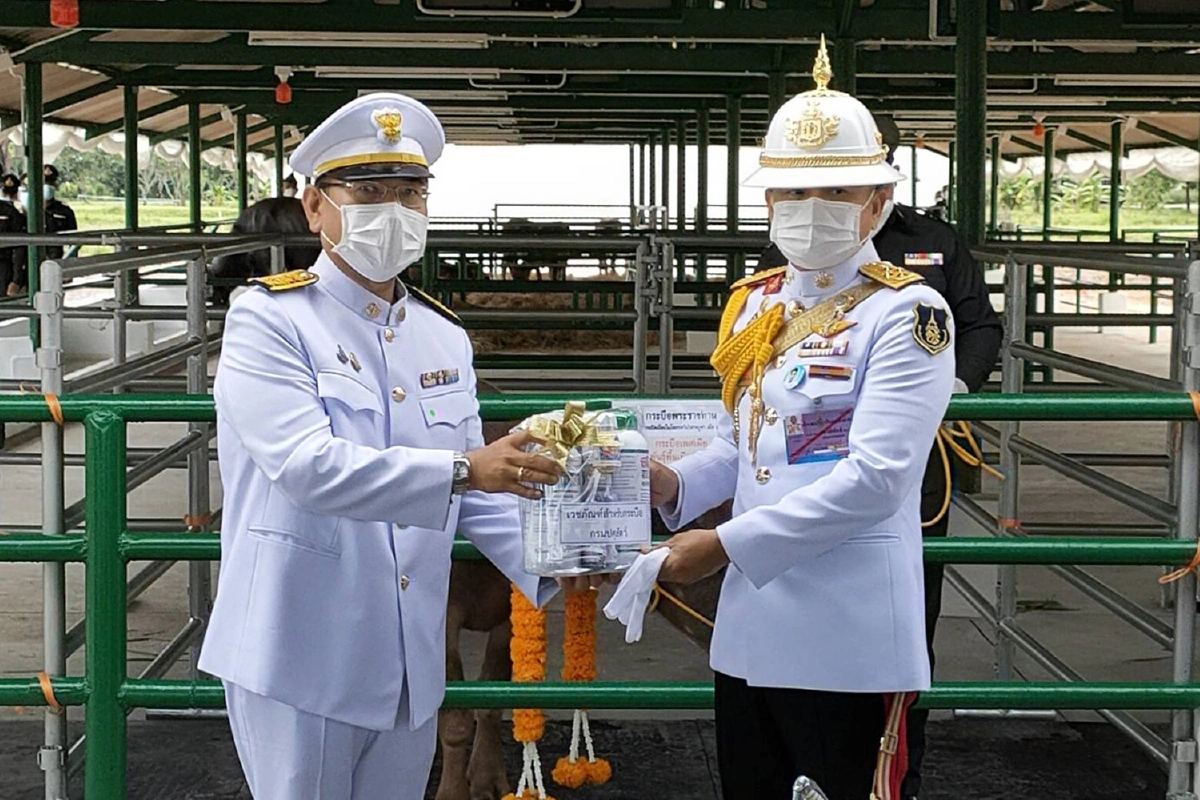 ในหลวงพระราชทานกระบือทรงไถ่ชีวิต ให้ทบ.นำไปพัฒนาพันธุ์