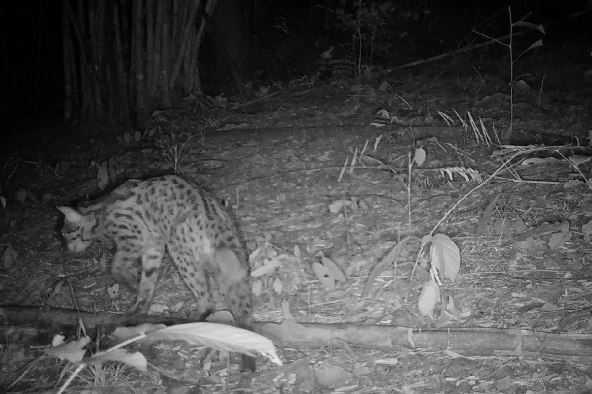 เปิดภาพสัตว์ป่านานาชนิดจากกล้องดักถ่ายย้ำความสมบูรณ์ทางธรรมชาติช่วงโควิด