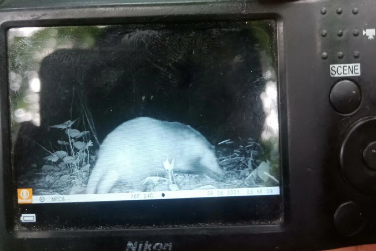เปิดภาพสัตว์ป่านานาชนิดจากกล้องดักถ่ายย้ำความสมบูรณ์ทางธรรมชาติช่วงโควิด