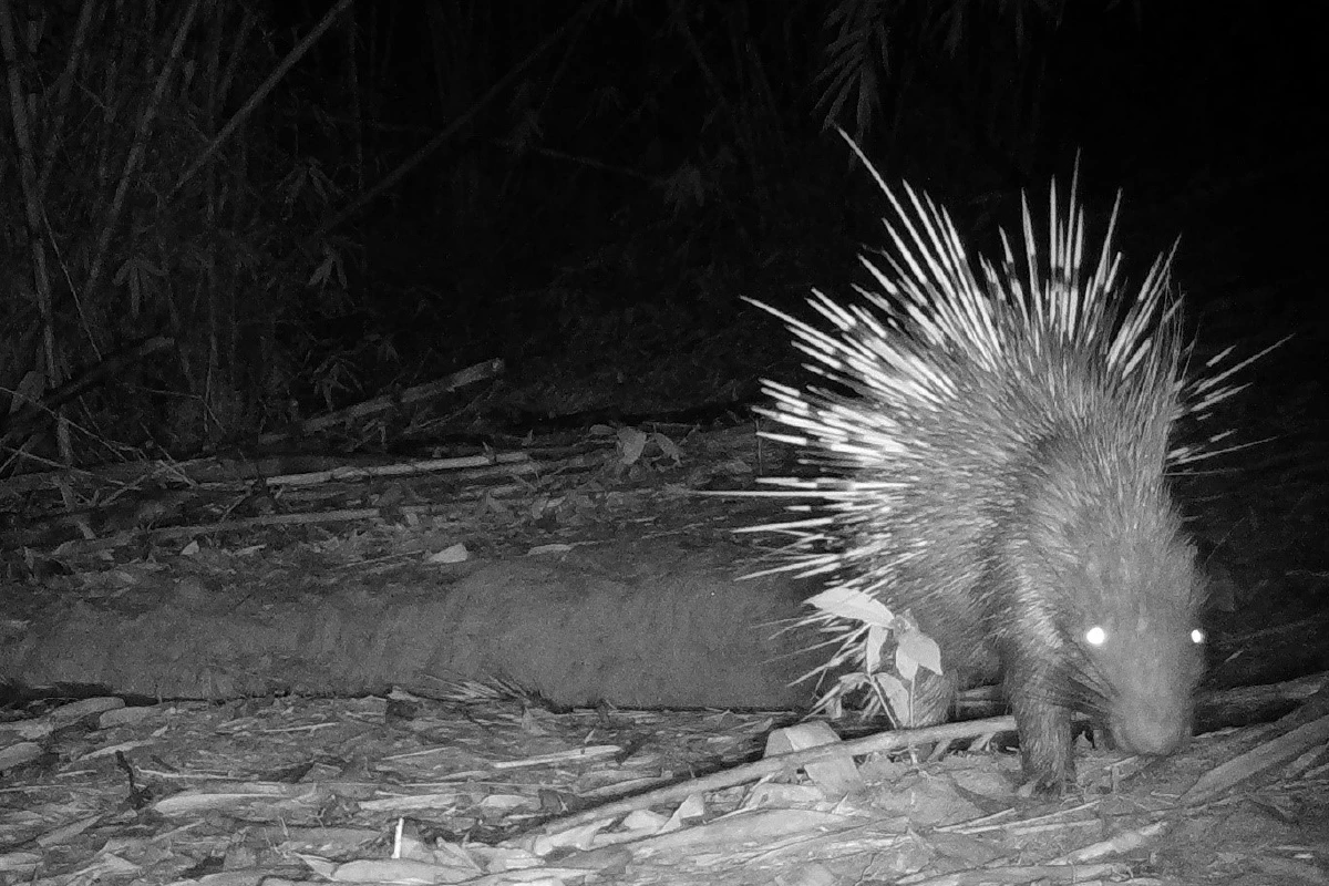 เปิดภาพสัตว์ป่านานาชนิดจากกล้องดักถ่ายย้ำความสมบูรณ์ทางธรรมชาติช่วงโควิด