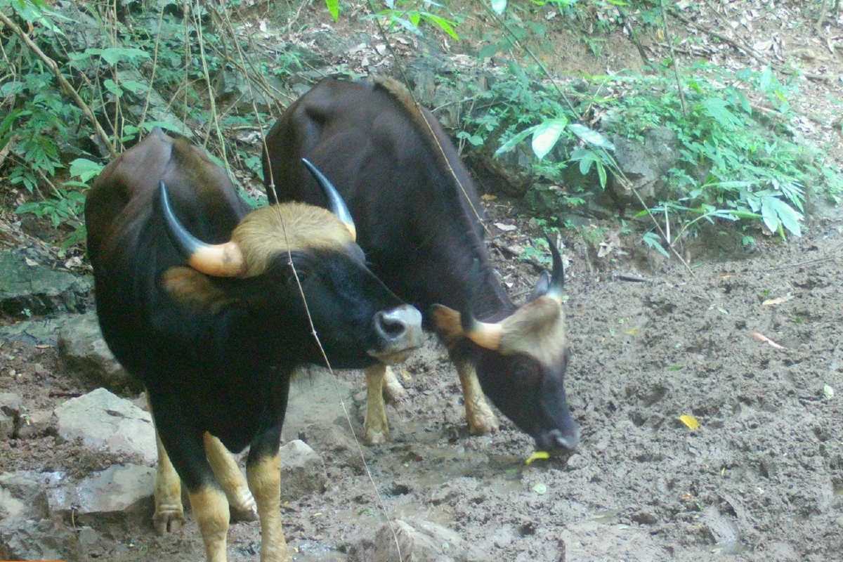 เปิดภาพสัตว์ป่านานาชนิดจากกล้องดักถ่ายย้ำความสมบูรณ์ทางธรรมชาติช่วงโควิด