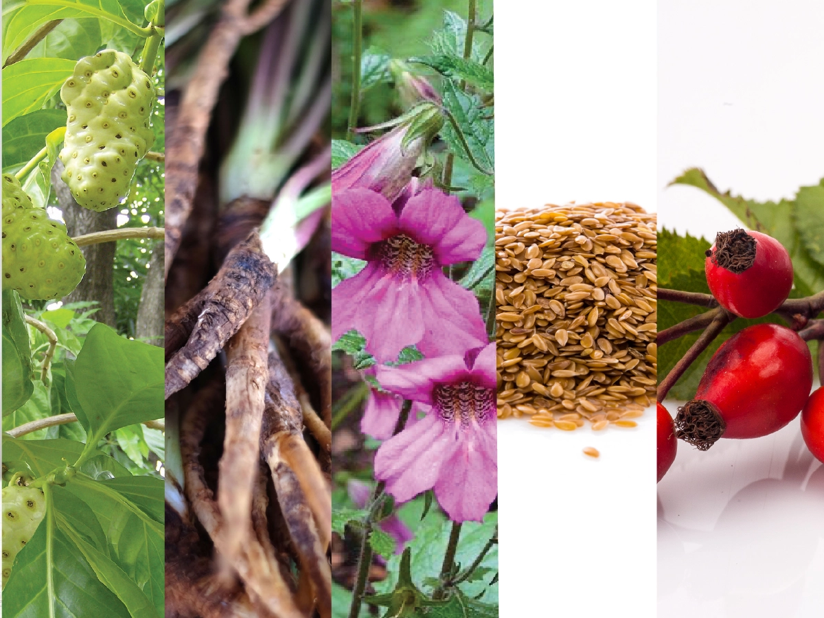 5 สารสกัดช่วยระบบไหลเวียนเลือด