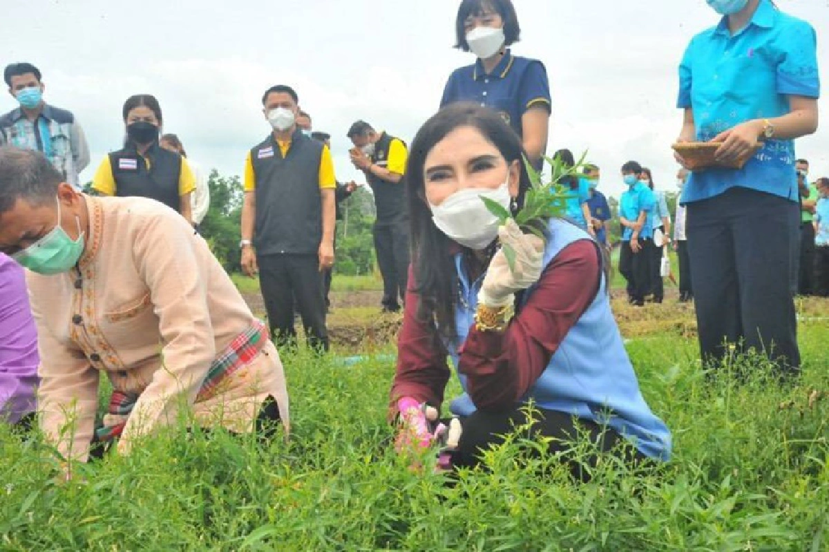 เกษตรฯเร่งขับเคลื่อนปลูกฟ้าทะลายโจร ป้อน แพทย์แผนไทย หนุนสมุนไพรไทยป้องโควิด