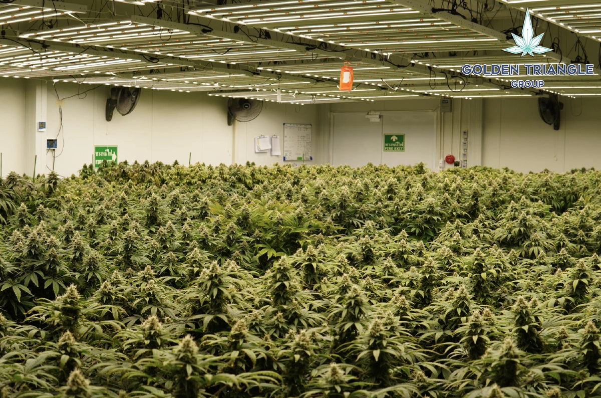 UPA เข้าซื้อกิจการ GTG รุกธุรกิจกัญชง-กัญชา