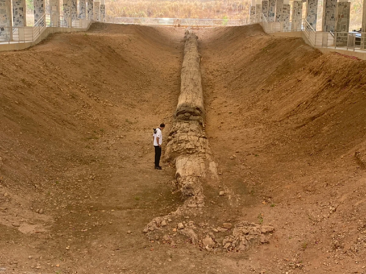 การบันทึกสถิติโลก Guinness World Record ของไม้กลายเป็นหินที่ยาวที่สุดในโลก