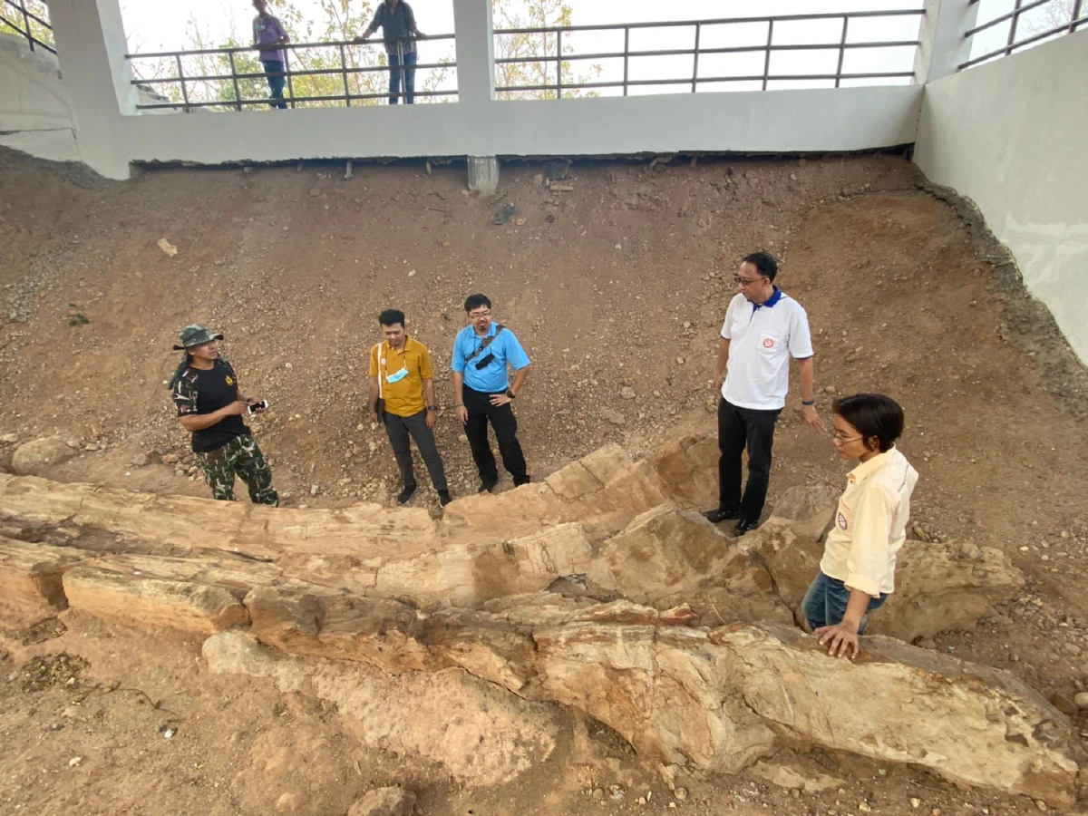 การบันทึกสถิติโลก Guinness World Record ของไม้กลายเป็นหินที่ยาวที่สุดในโลก