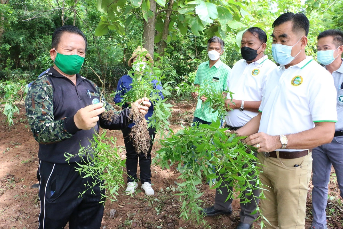 ยกฟ้าทะลายโจร"ทองคำสีเขียว"เทวดามาโปรดชาวทับคล้อ