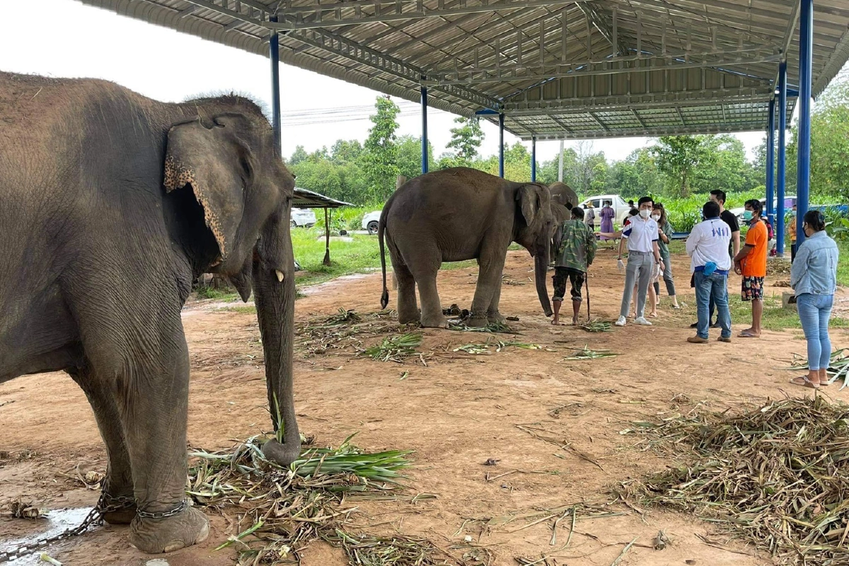 เพื่อไทยช่วยช้างสุรินทร์ป่วยผอมโซเพราะพิษโควิด