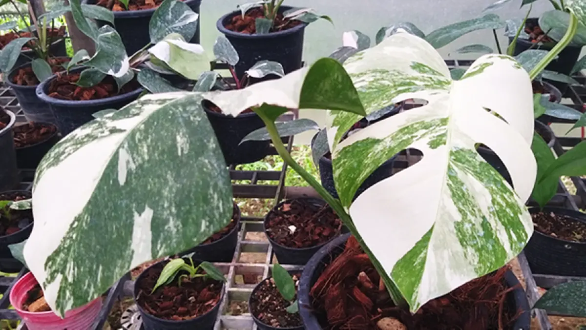 "ครูเกษียณ"สะสมไม้ด่าง40ปีมีสารพัดชนิดราคาหลักหมื่นยันล้าน