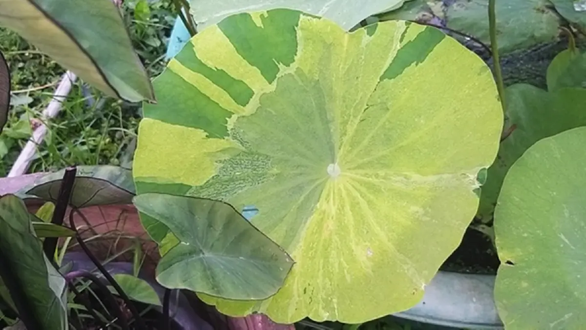 "ครูเกษียณ"สะสมไม้ด่าง40ปีมีสารพัดชนิดราคาหลักหมื่นยันล้าน