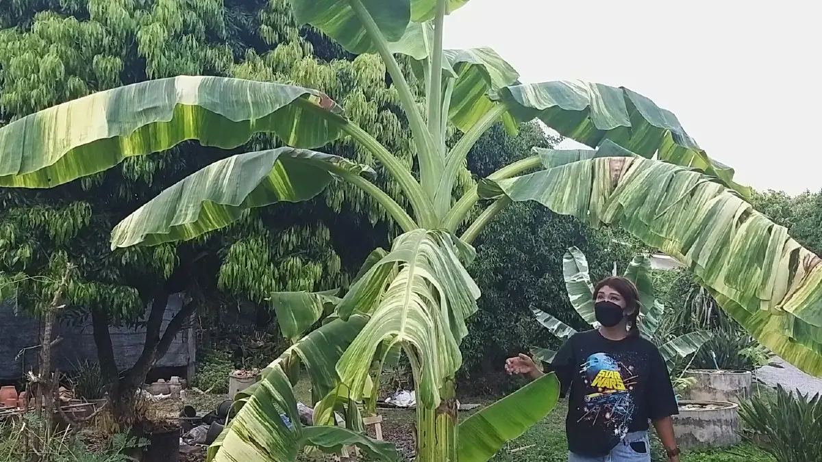 "ครูเกษียณ"สะสมไม้ด่าง40ปีมีสารพัดชนิดราคาหลักหมื่นยันล้าน