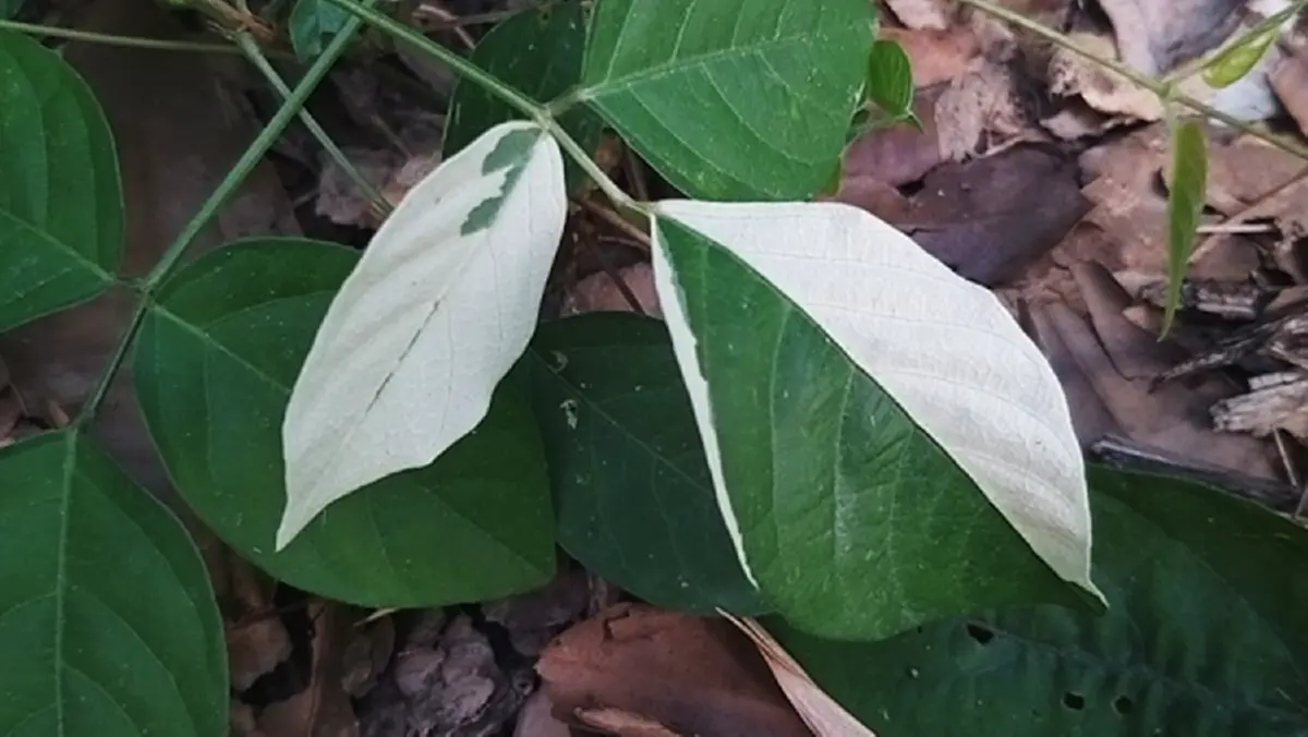 "ครูเกษียณ"สะสมไม้ด่าง40ปีมีสารพัดชนิดราคาหลักหมื่นยันล้าน