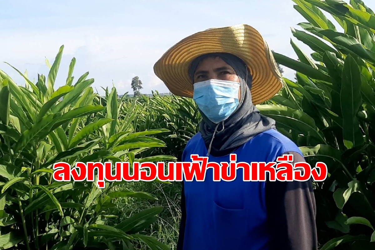 เคราะห์ซ้ำ!โจรตะเวนขโมยขุดข่าเหลืองสมุนไพรไทยต้านโควิด เคราะห์ซ้ำ!โจรตะเวนขโมยขุดข่าเหลืองสมุนไพรไทยต้านโควิด