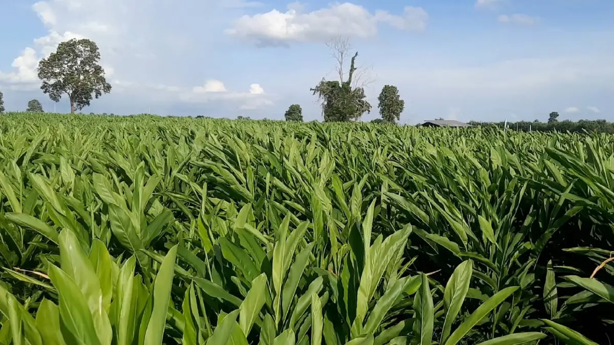 เคราะห์ซ้ำ!โจรตะเวนขโมยขุดข่าเหลืองสมุนไพรไทยต้านโควิด